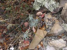 Euphorbia-rigida_стация